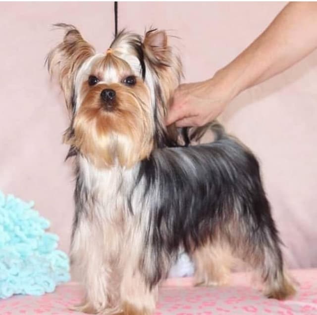 Yorkshire Terrier Puppies media 5