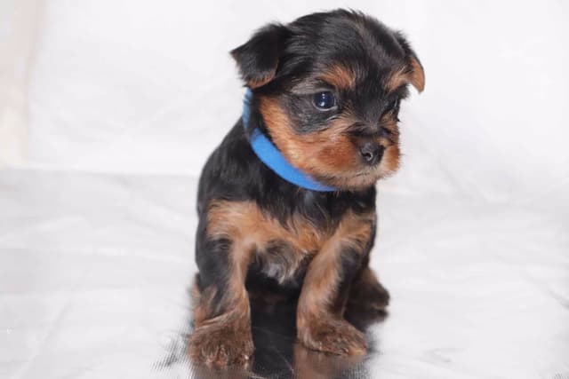 Yorkshire Terrier Puppies media 6