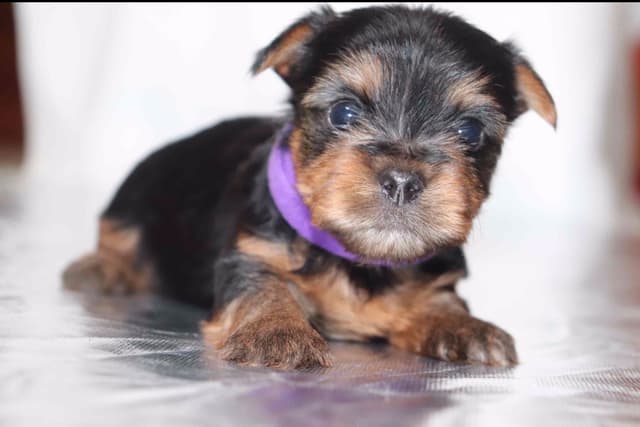 Yorkshire Terrier Puppies media 7