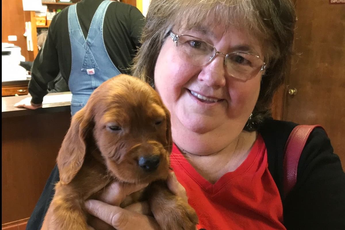 Irish Setter Puppies breeder image 1