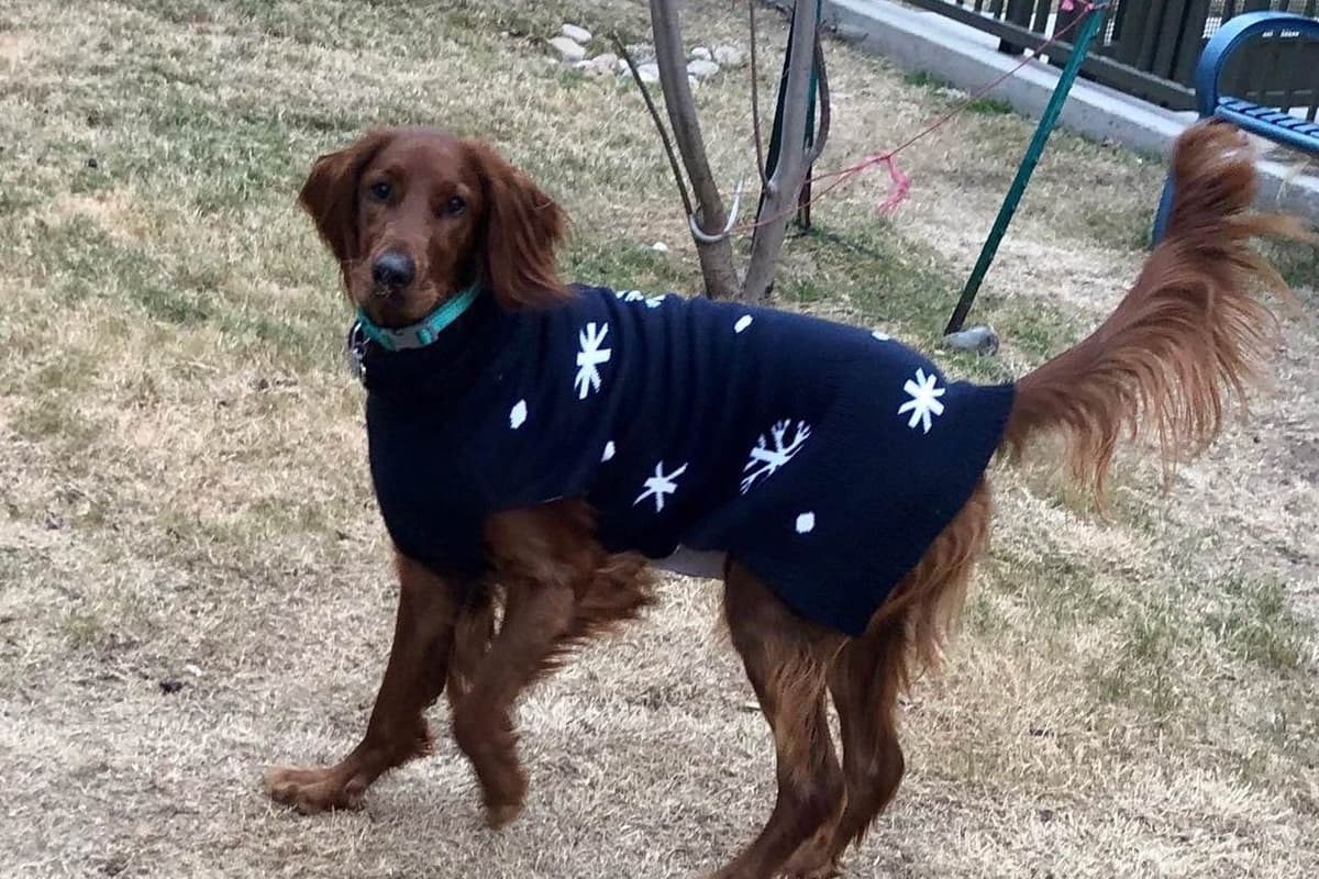 Irish Setter Puppies breeder image 3