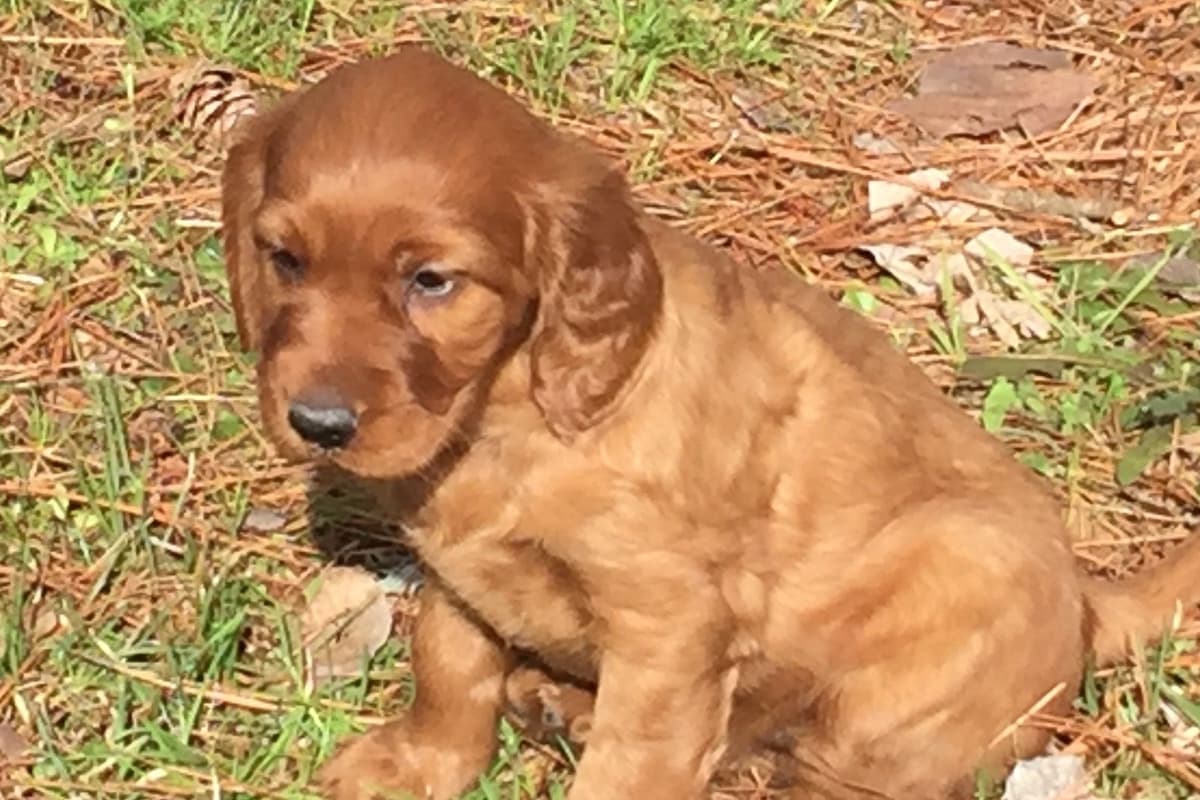 Irish Setter Puppies breeder image 5