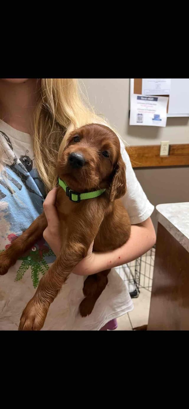 Irish Setter Puppies media 2