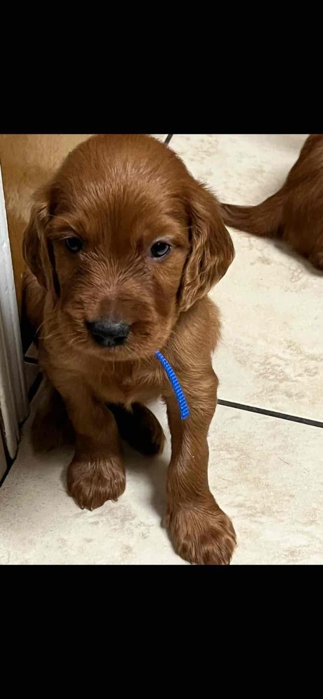 Irish Setter Puppies media 3