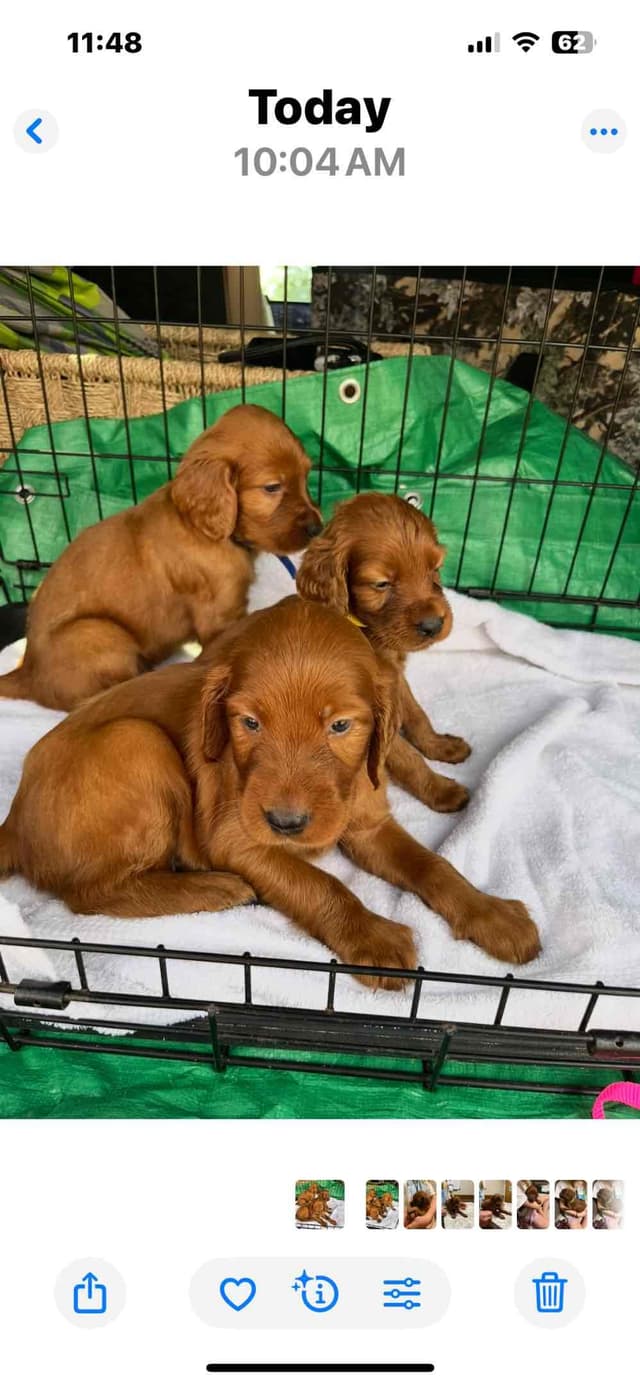 Irish Setter Puppies media 4
