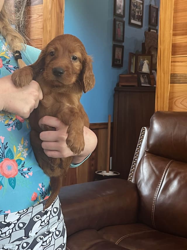 Irish Setter Puppies media 5