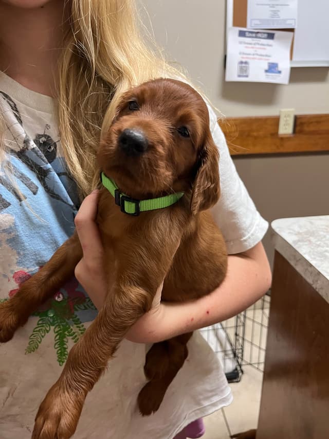 Irish Setter Puppies media 6
