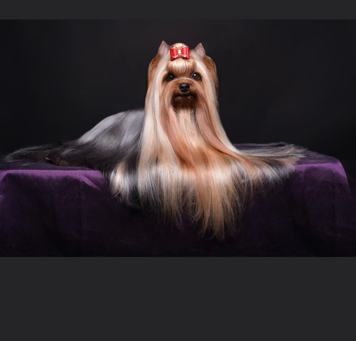 Yorkshire Terrier Puppies breeder image 3
