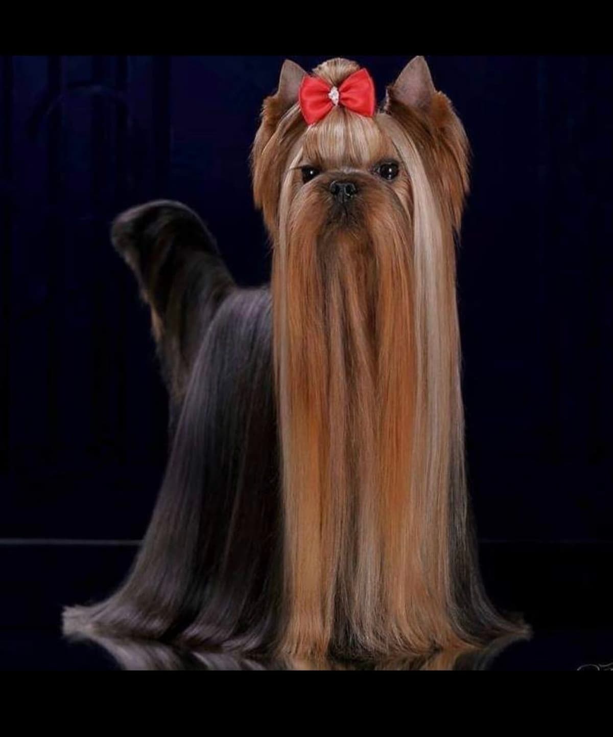 Yorkshire Terrier Puppies breeder image 1