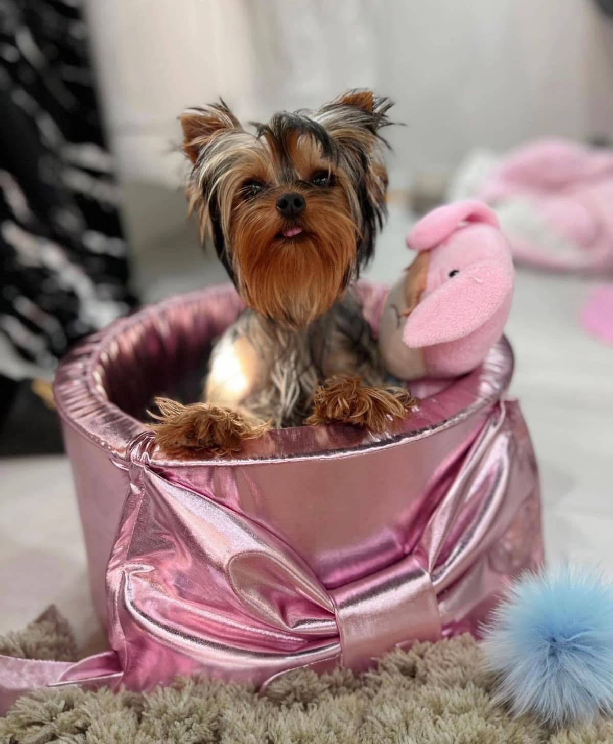 Yorkshire Terrier Puppies breeder image 4