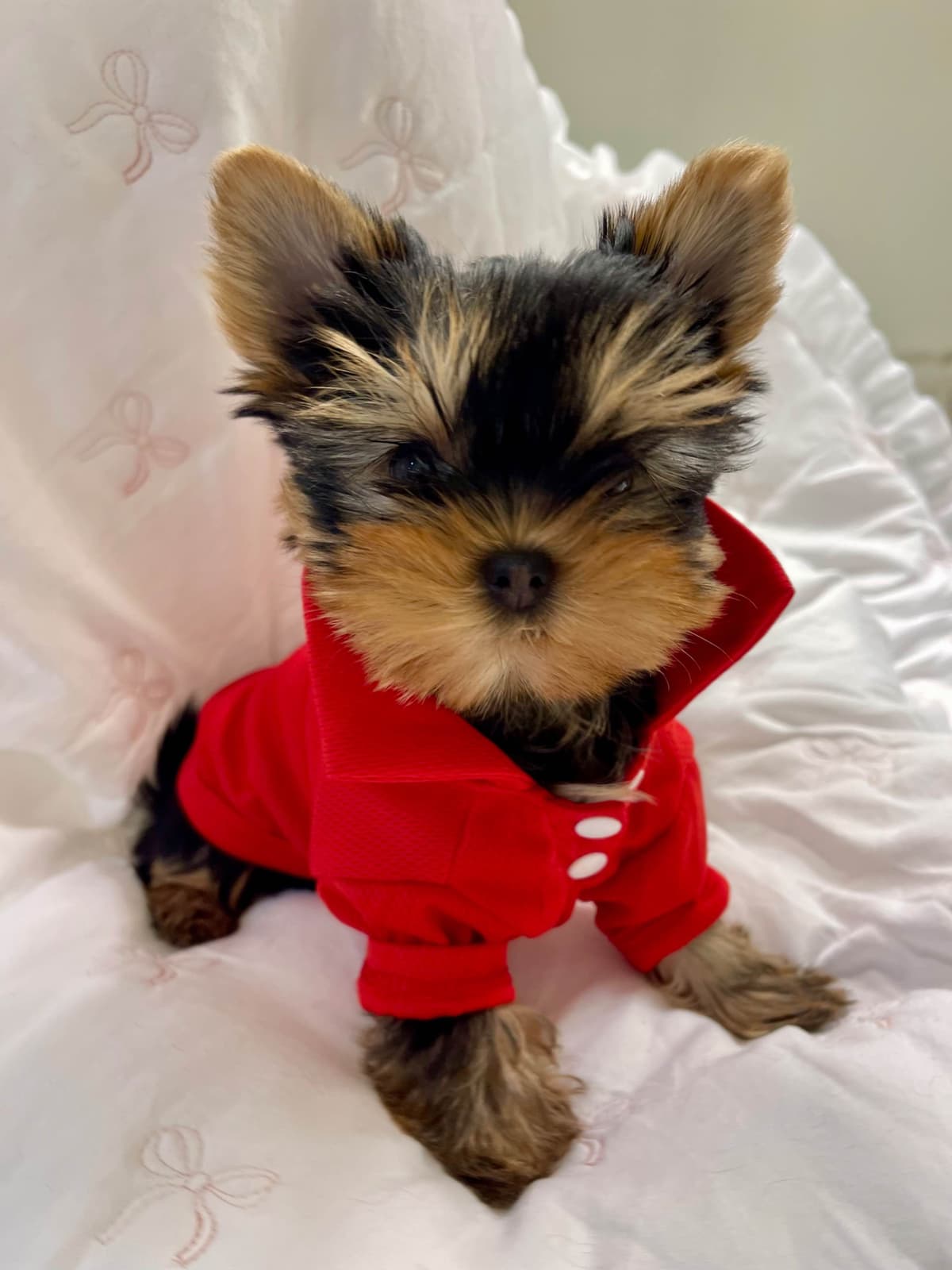 Yorkshire Terrier Puppies breeder image 5