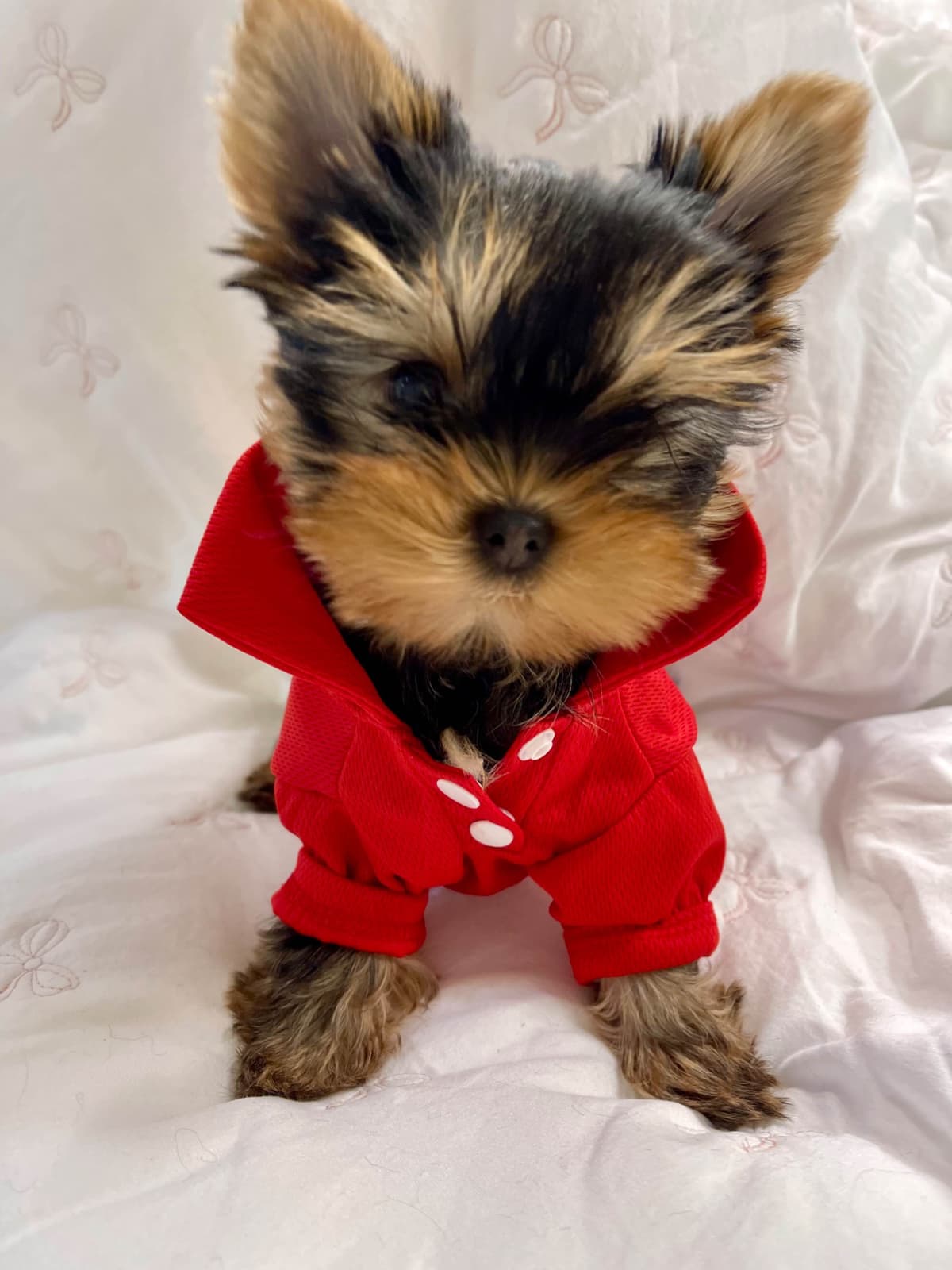 Yorkshire Terrier Puppies breeder image 6