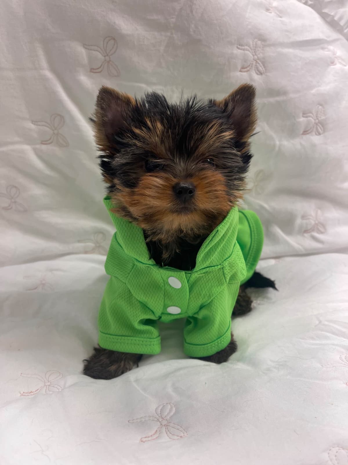 Yorkshire Terrier Puppies breeder image 7