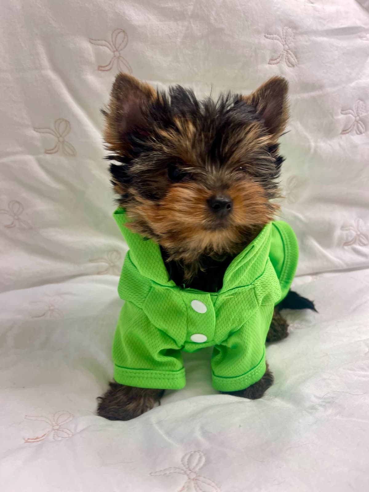 Yorkshire Terrier Puppies breeder image 10