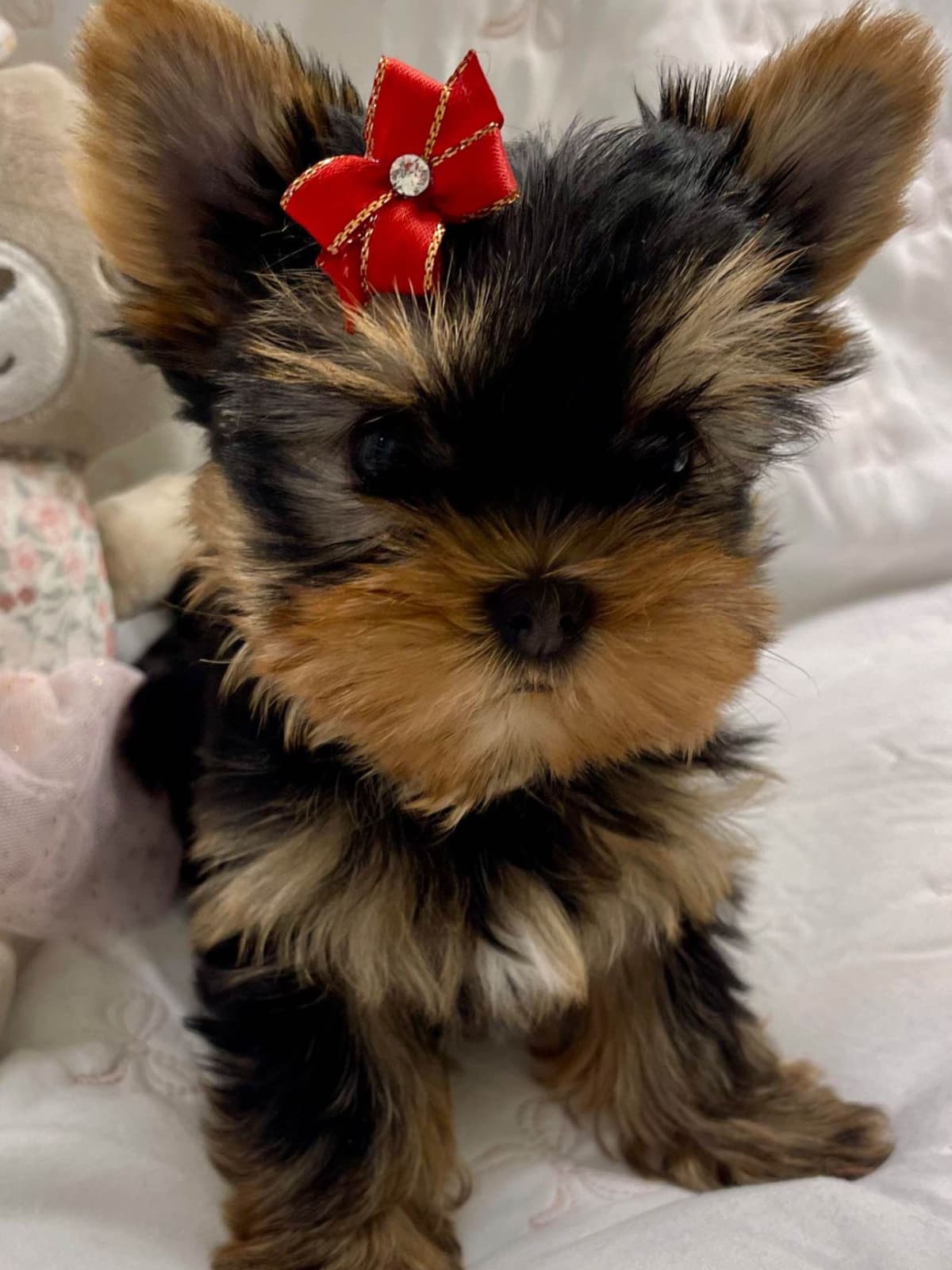 Yorkshire Terrier Puppies breeder image 9