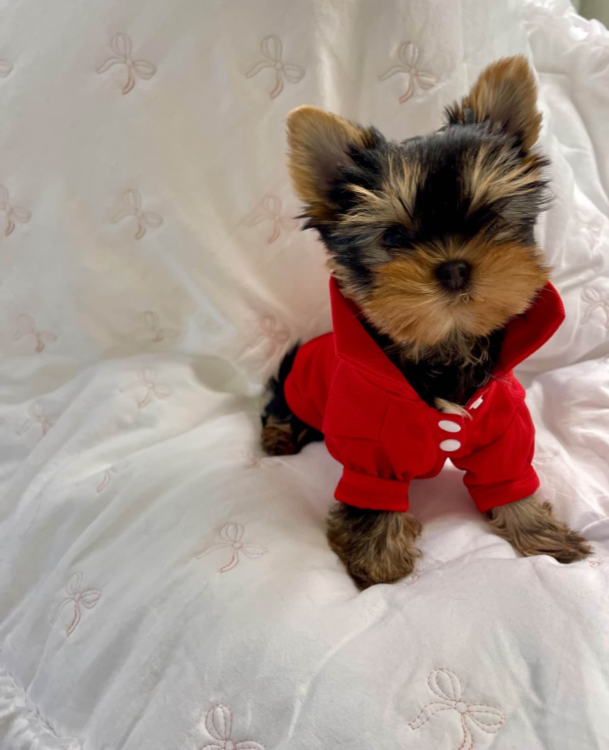 Yorkshire Terrier Puppies breeder image 12