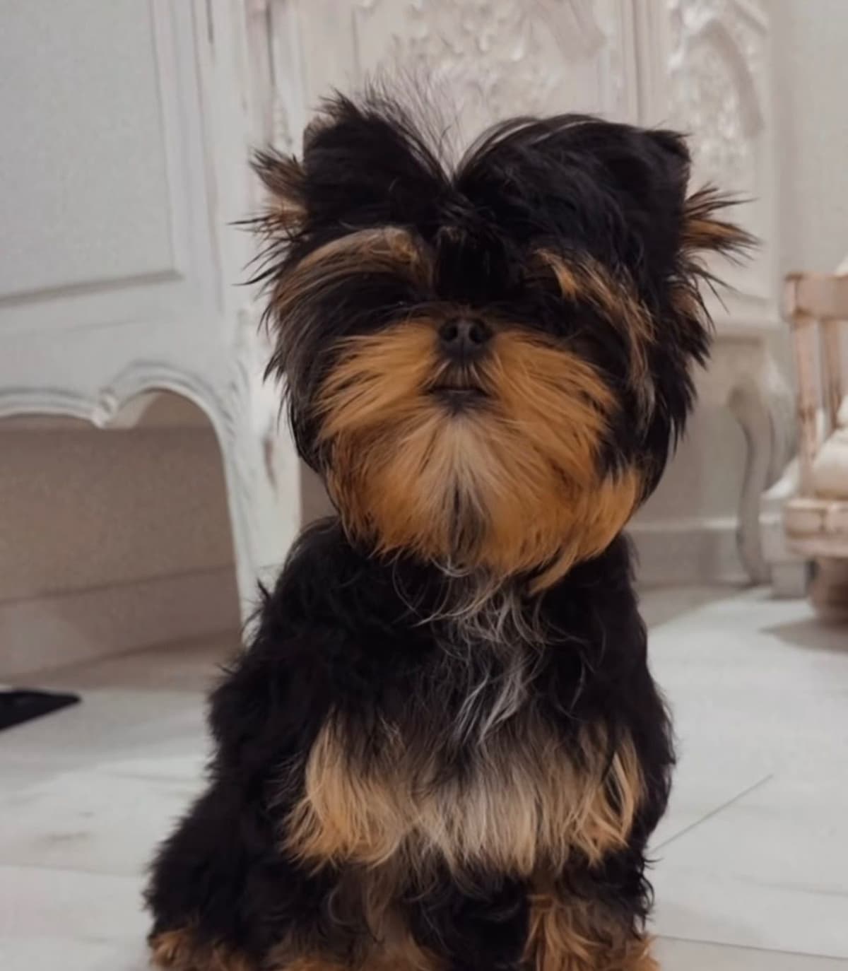 Yorkshire Terrier Puppies breeder image 11