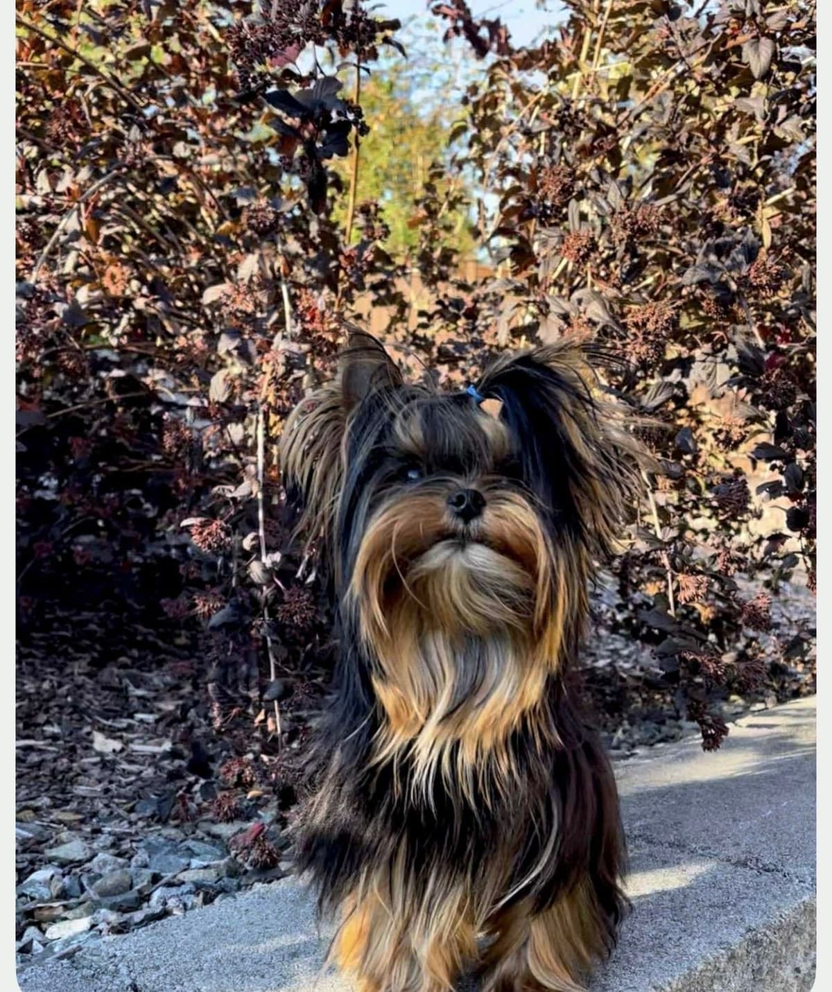 Yorkshire Terrier Puppies breeder image 13