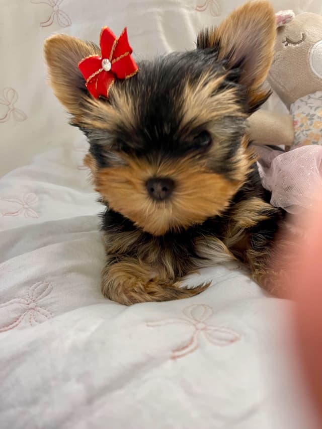 Yorkshire Terrier Puppies media 3
