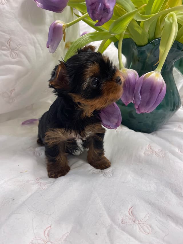 Yorkshire Terrier Puppies media 4