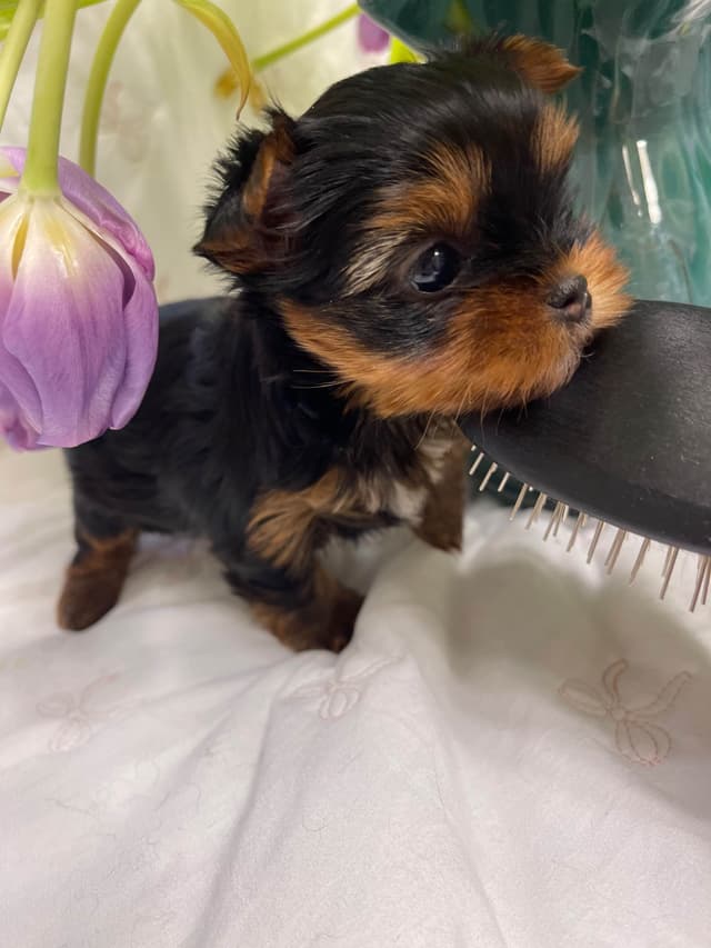 Yorkshire Terrier Puppies media 5