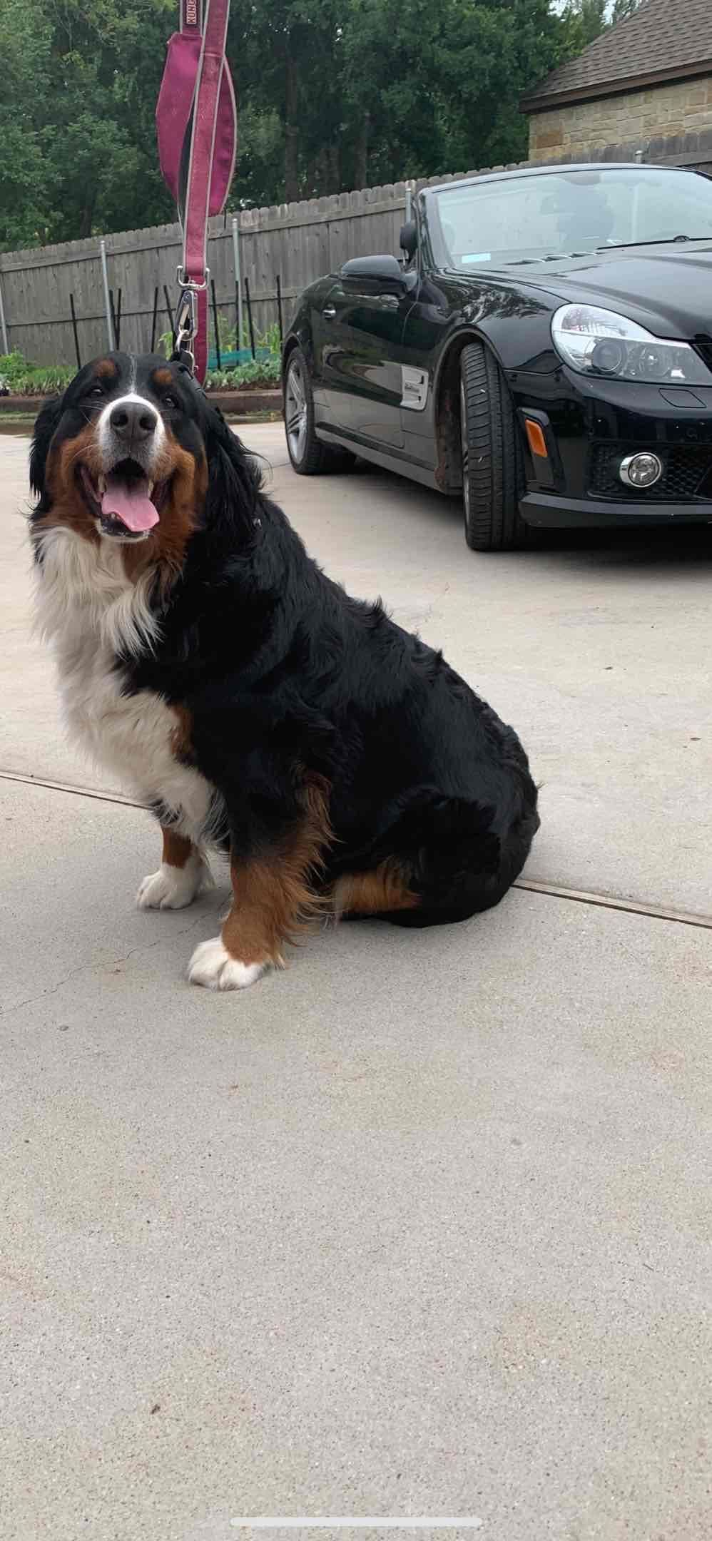 Bernese Mountain Dog Puppies breeder image 3