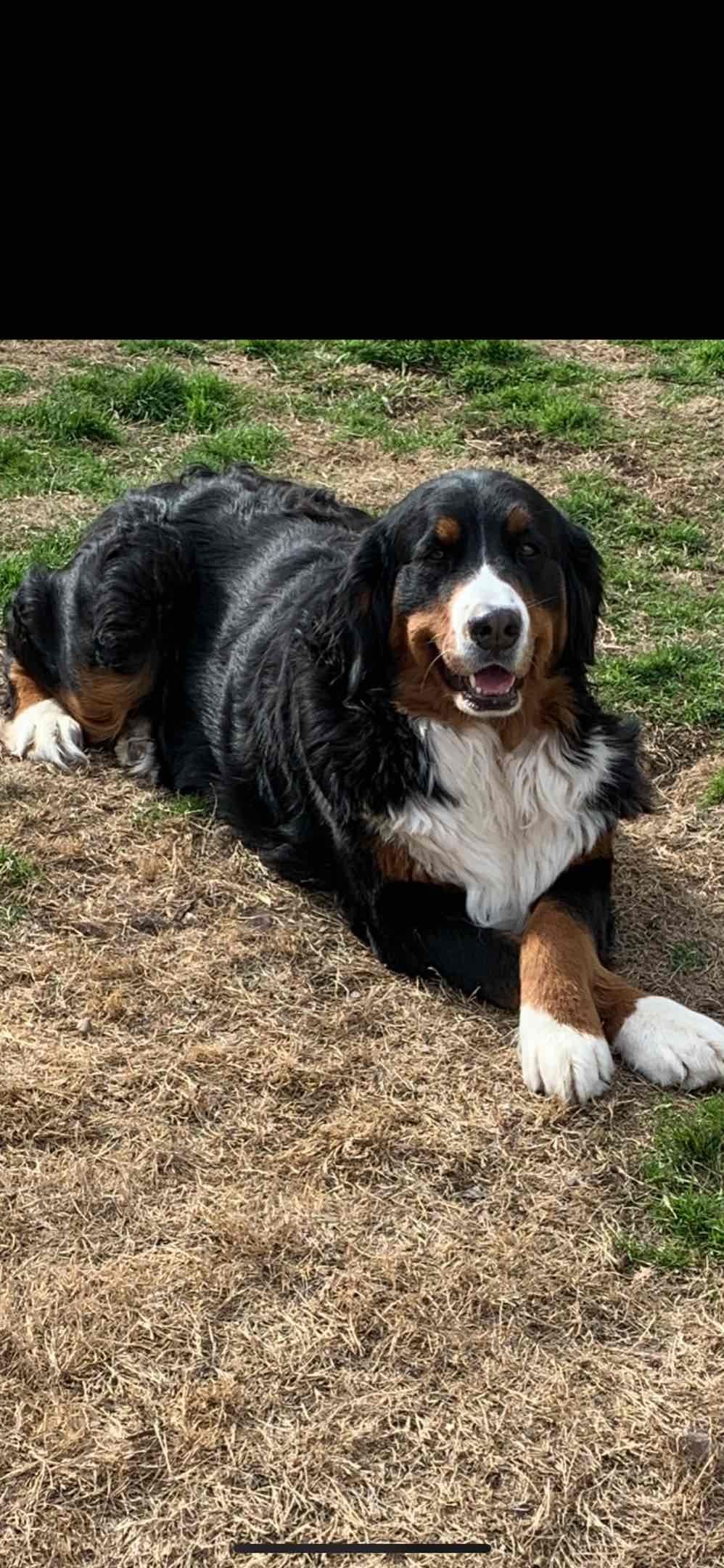 Bernese Mountain Dog Puppies breeder image 1