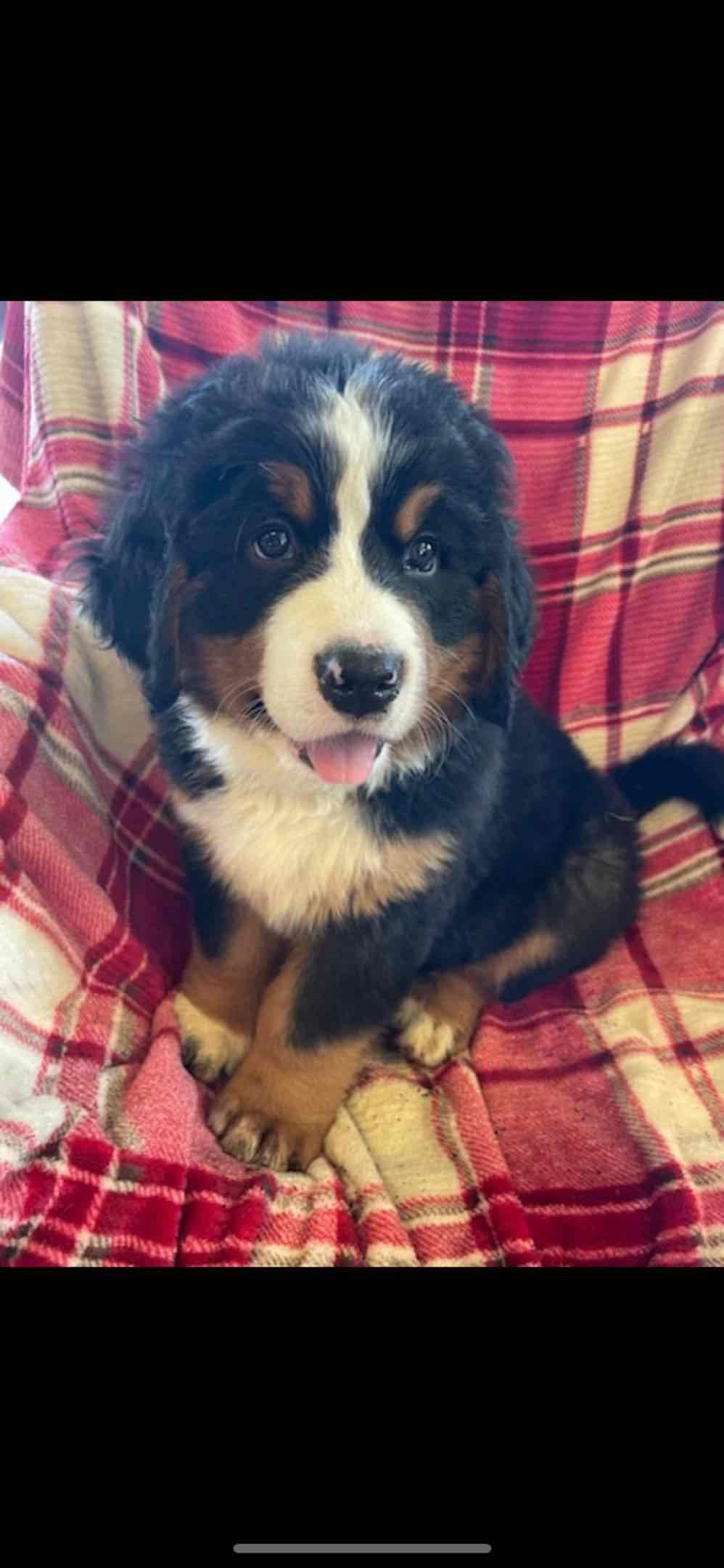 Bernese Mountain Dog Puppies breeder image 4