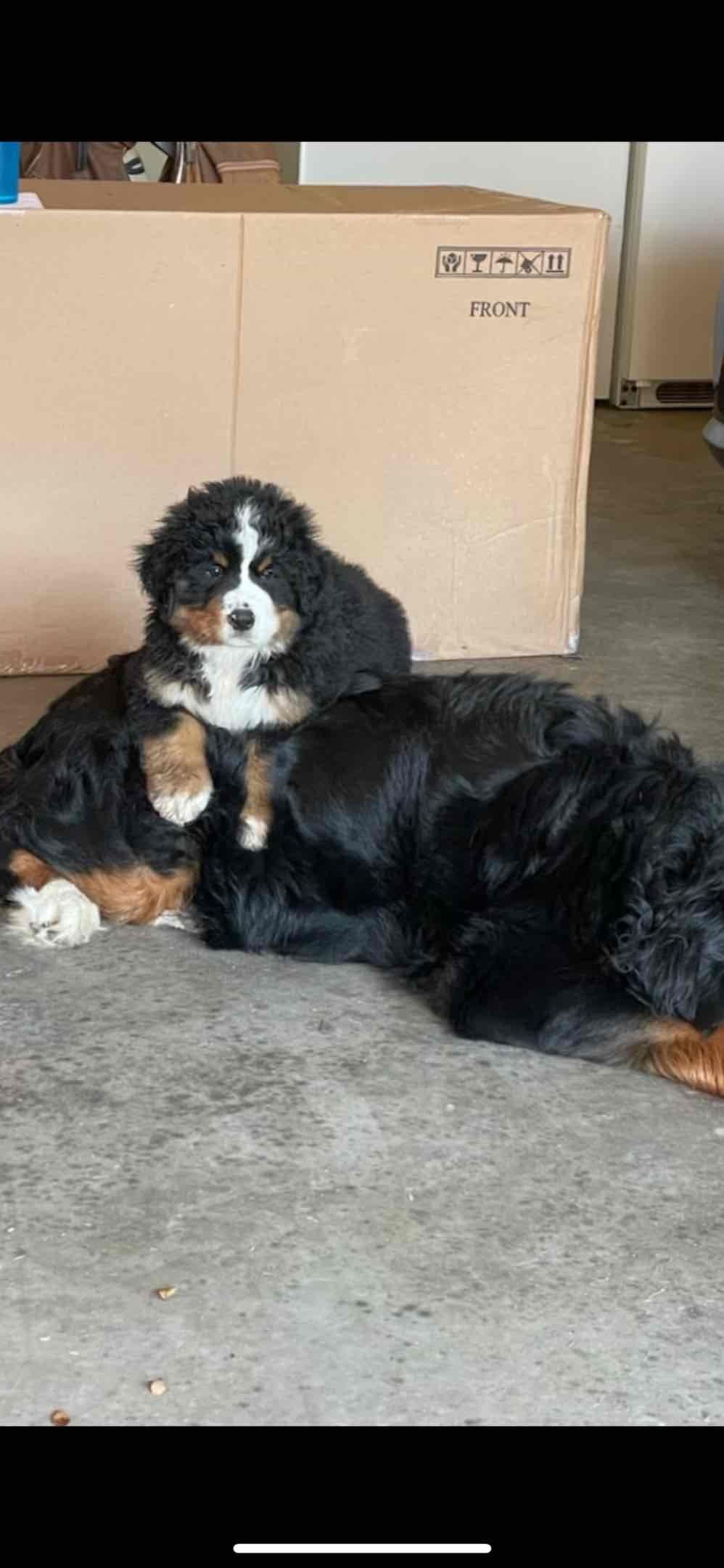 Bernese Mountain Dog Puppies breeder image 6