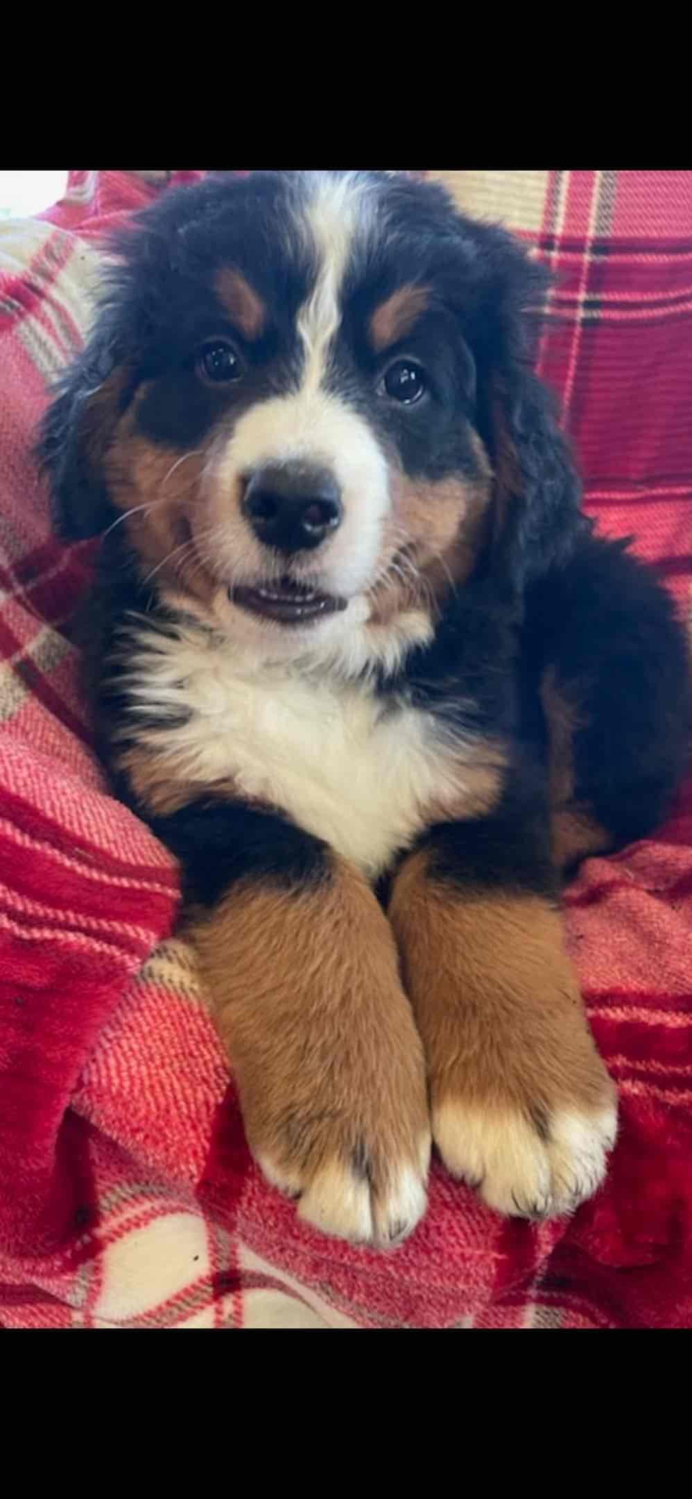 Bernese Mountain Dog Puppies breeder image 7