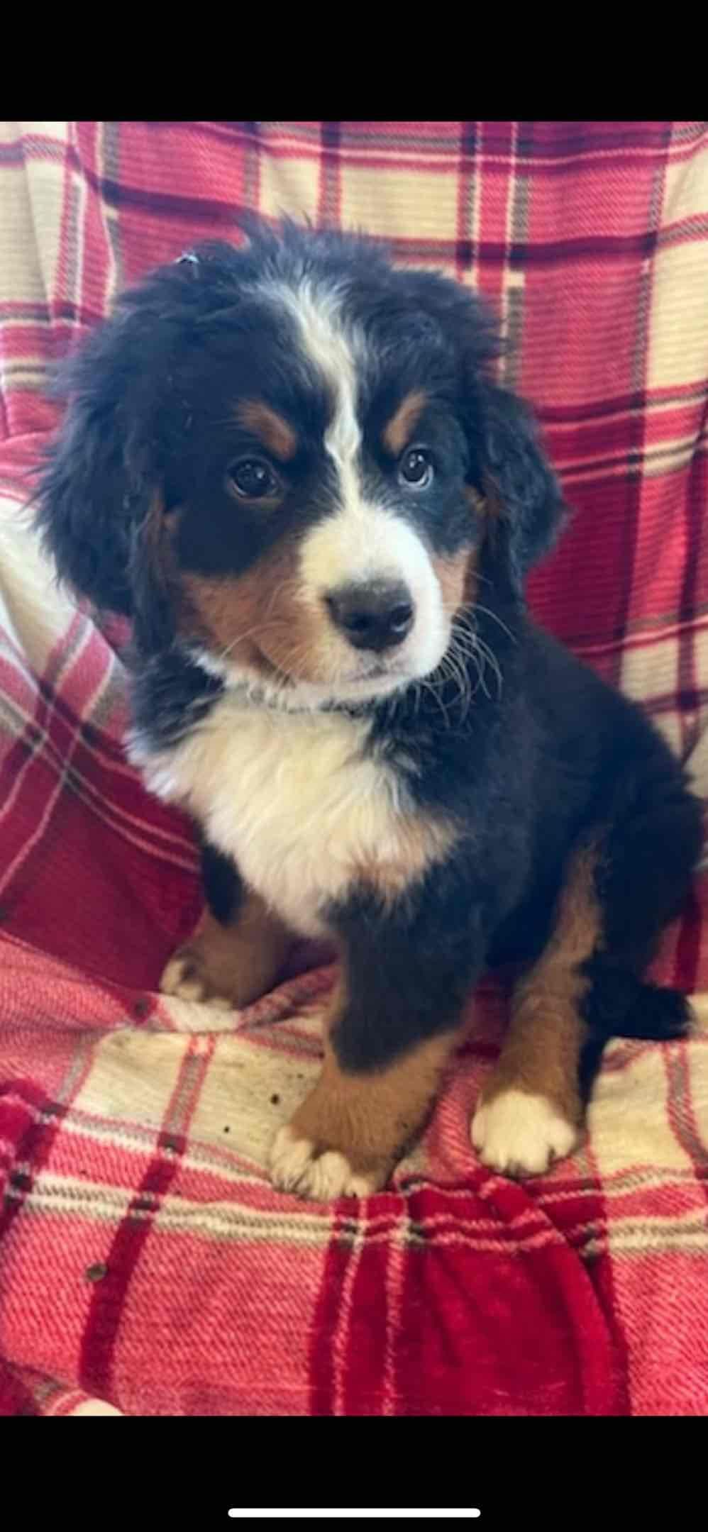 Bernese Mountain Dog Puppies breeder image 8