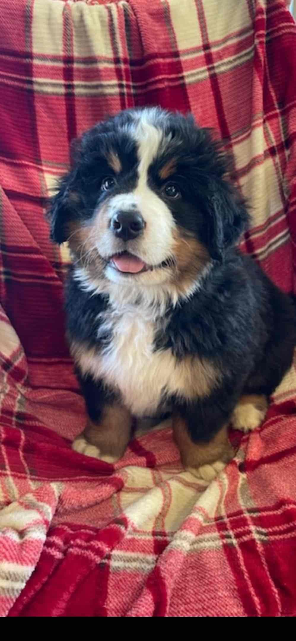 Bernese Mountain Dog Puppies breeder image 13