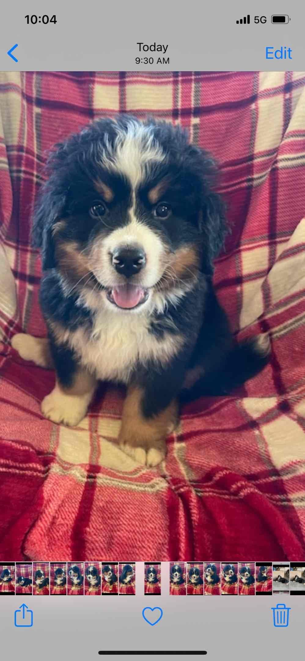 Bernese Mountain Dog Puppies breeder image 10