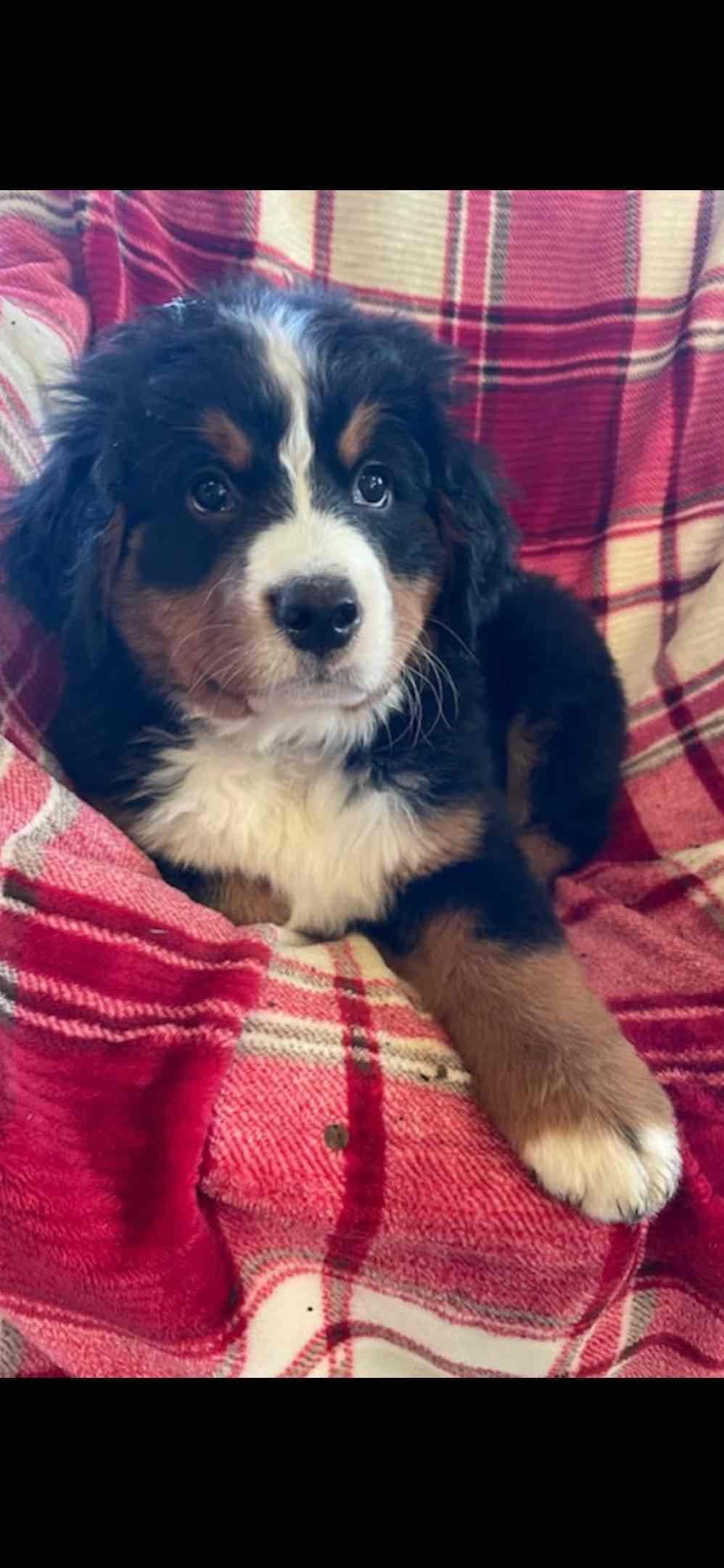 Bernese Mountain Dog Puppies breeder image 11