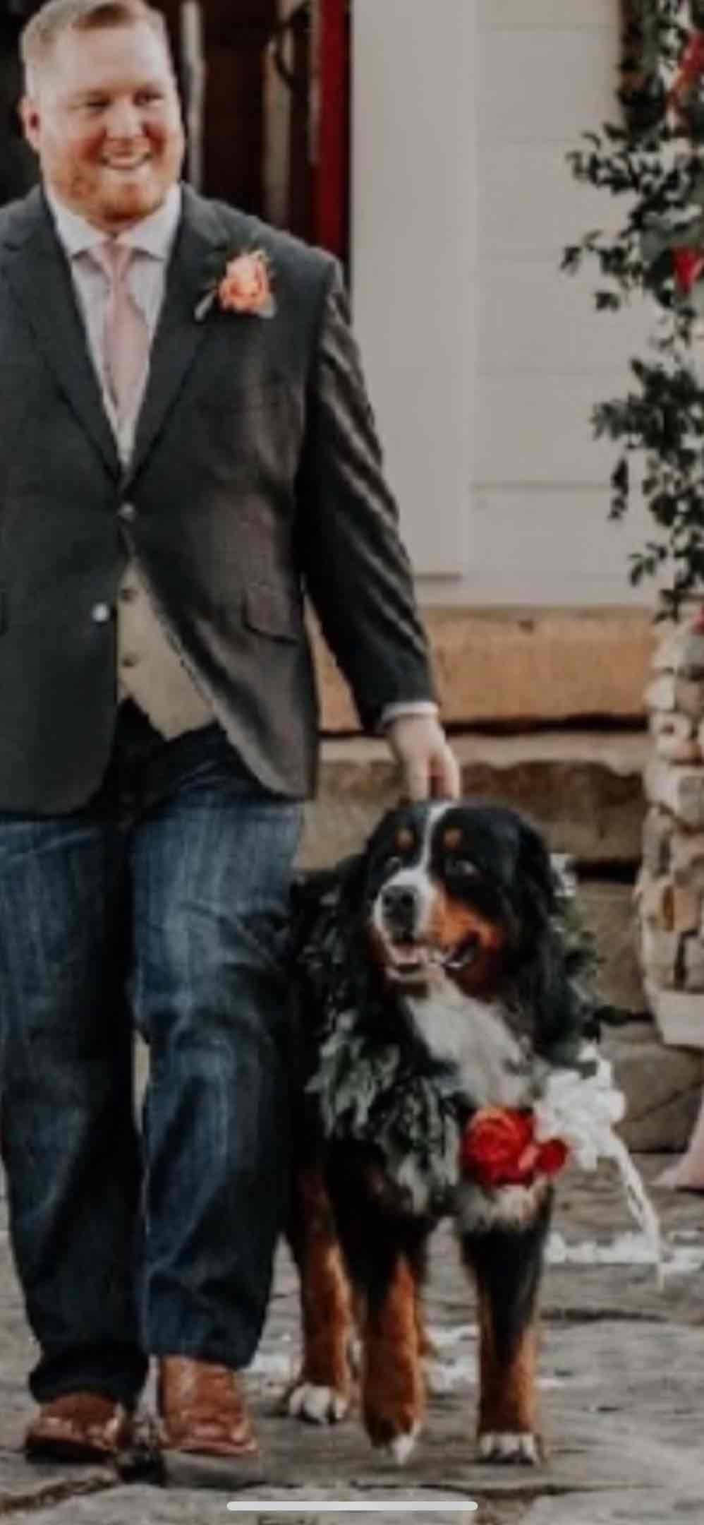 Bernese Mountain Dog Puppies breeder image 14
