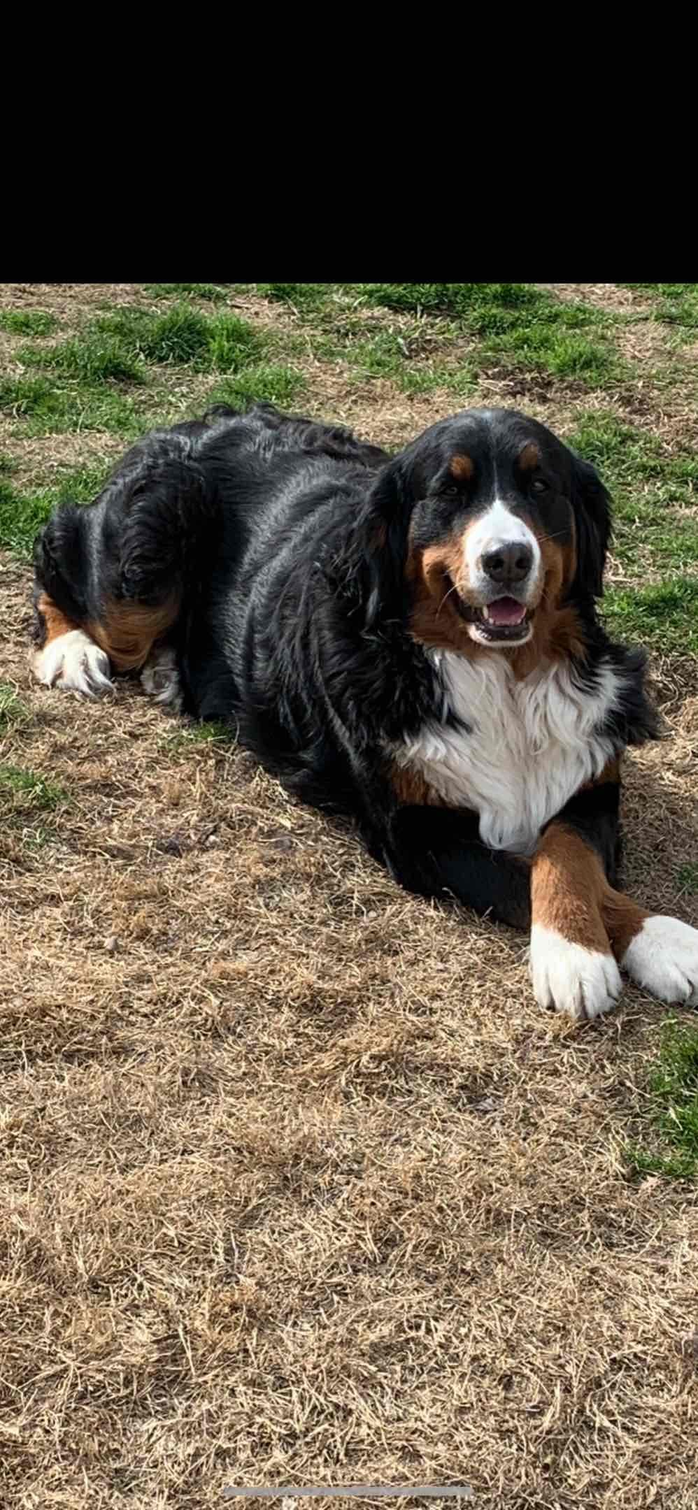 Bernese Mountain Dog Puppies breeder image 17