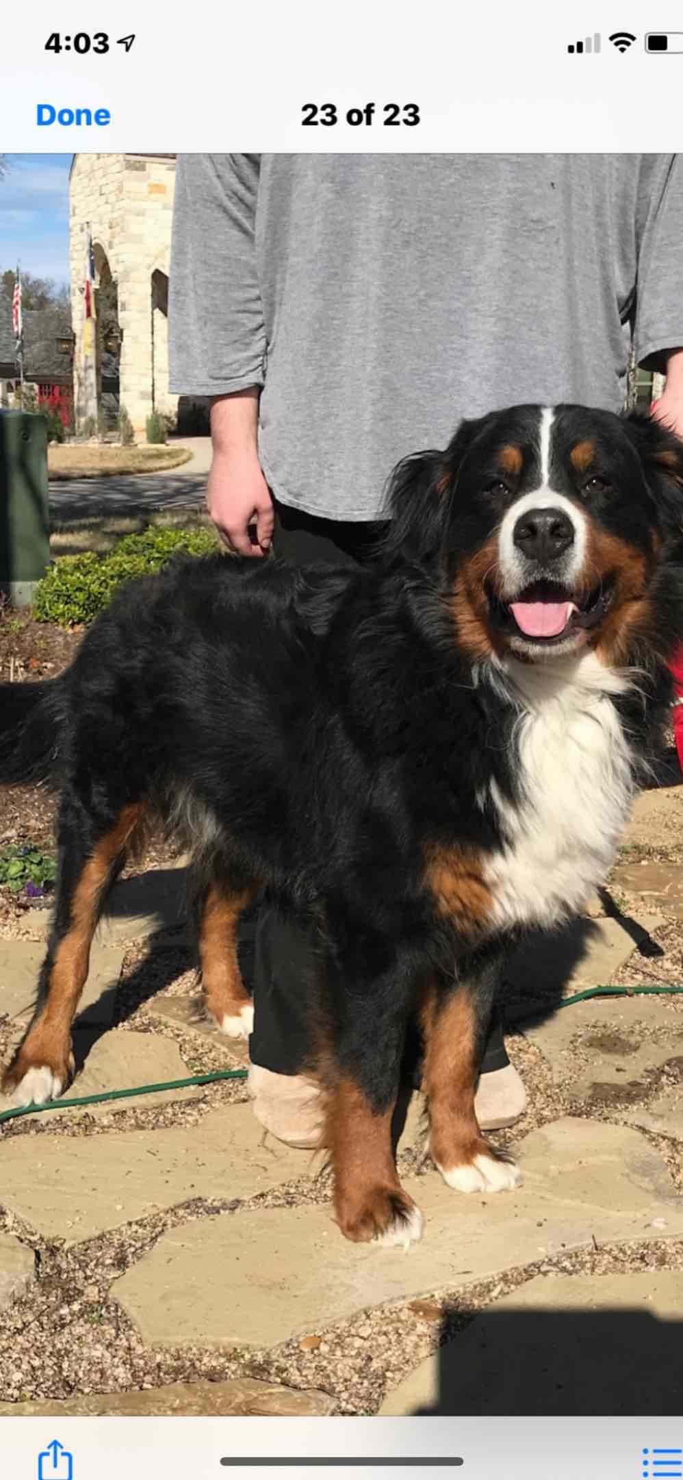 Bernese Mountain Dog Puppies breeder image 15