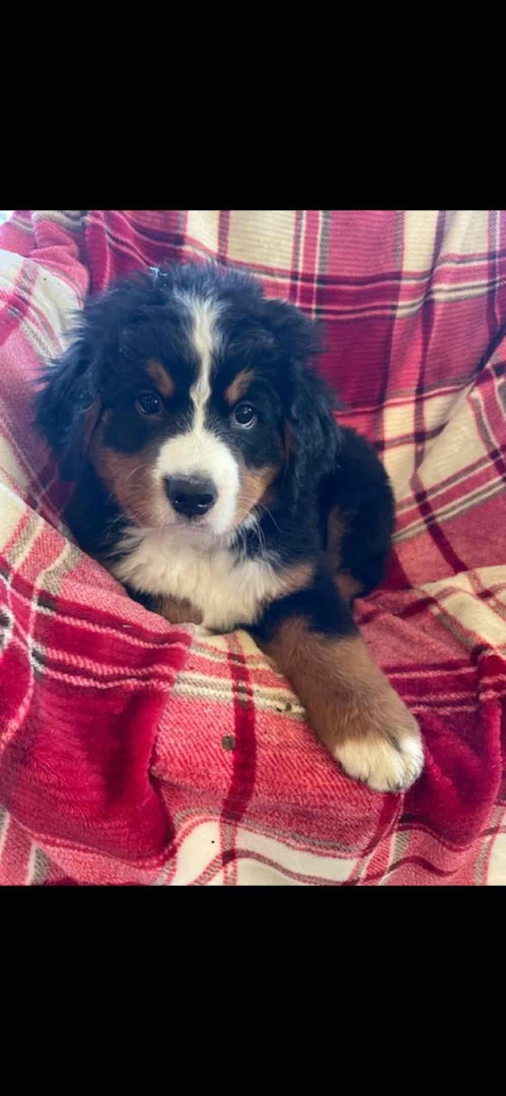 Bernese Mountain Dog Puppies breeder image 20