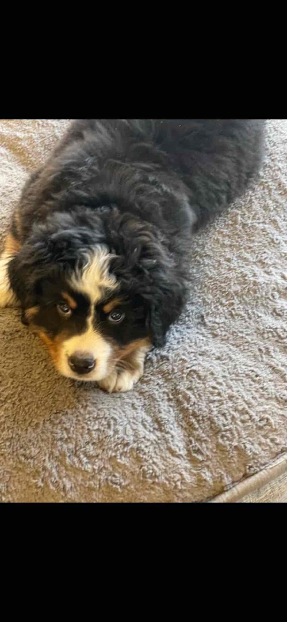 Bernese Mountain Dog Puppies breeder image 19