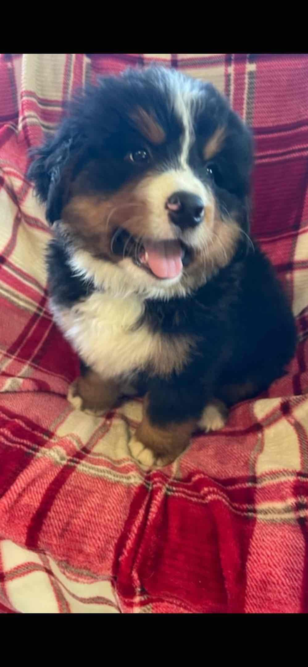 Bernese Mountain Dog Puppies breeder image 21