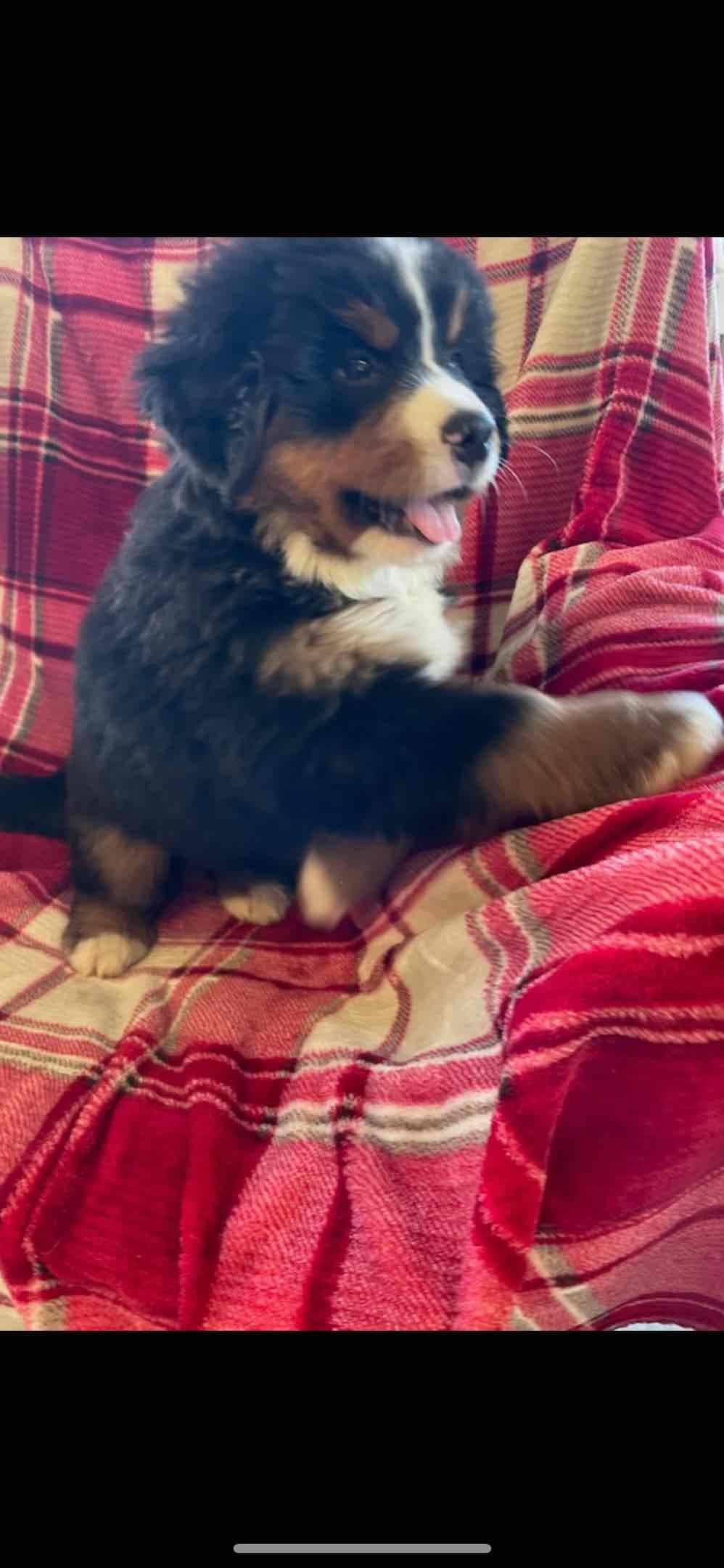 Bernese Mountain Dog Puppies breeder image 33