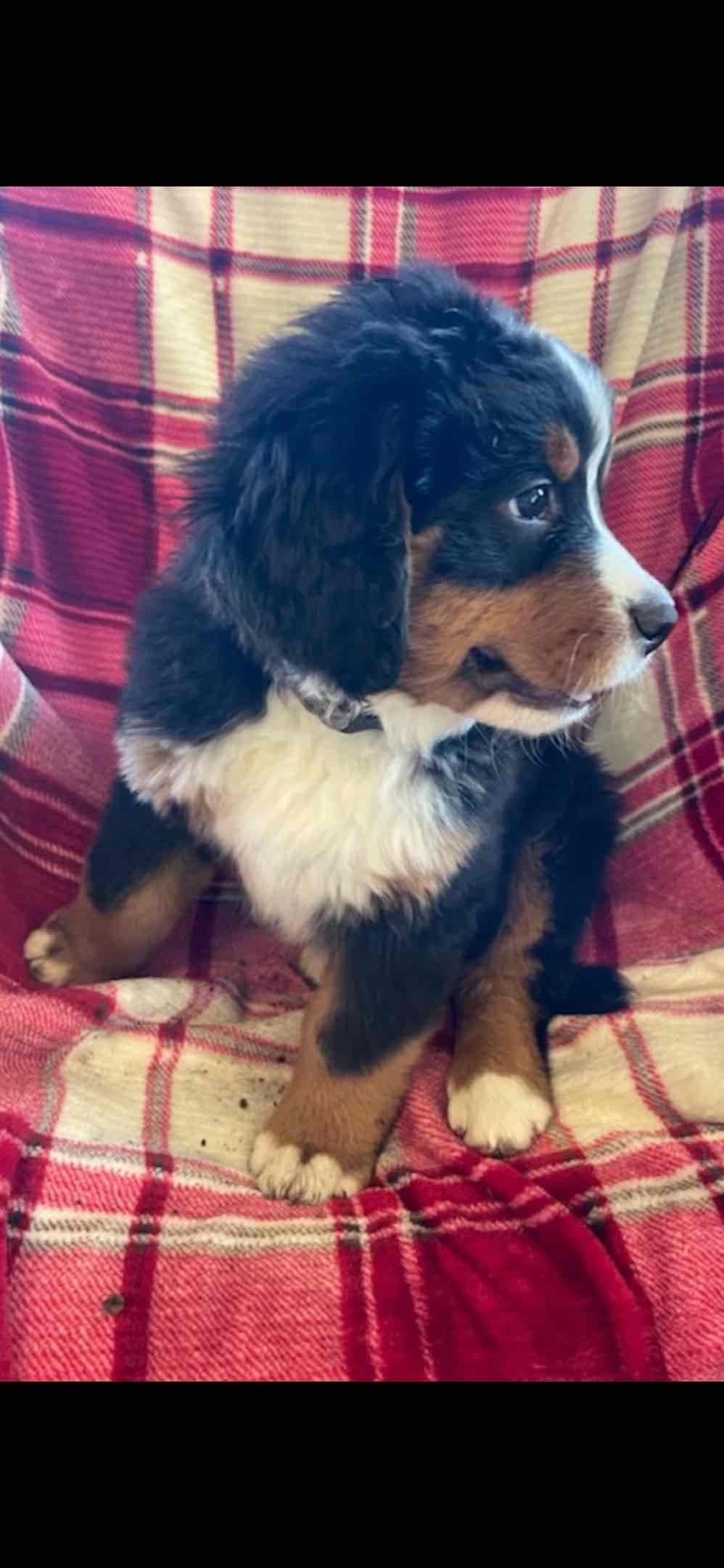 Bernese Mountain Dog Puppies breeder image 28
