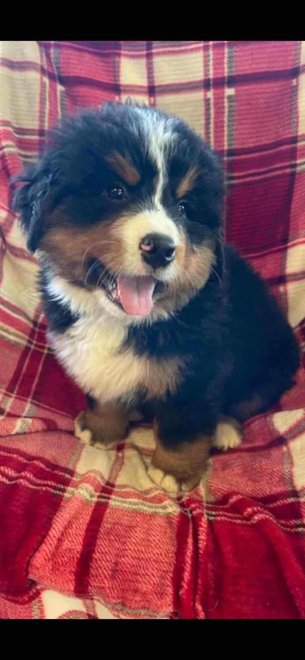 Bernese Mountain Dog Puppies breeder image 26