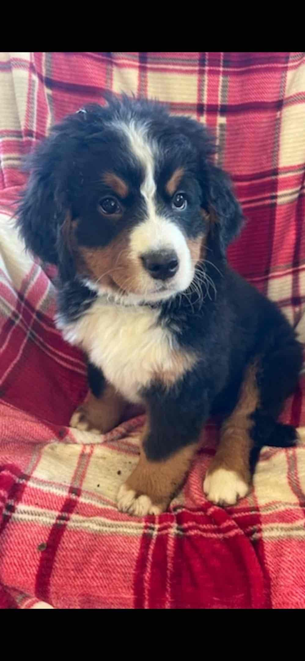Bernese Mountain Dog Puppies breeder image 24