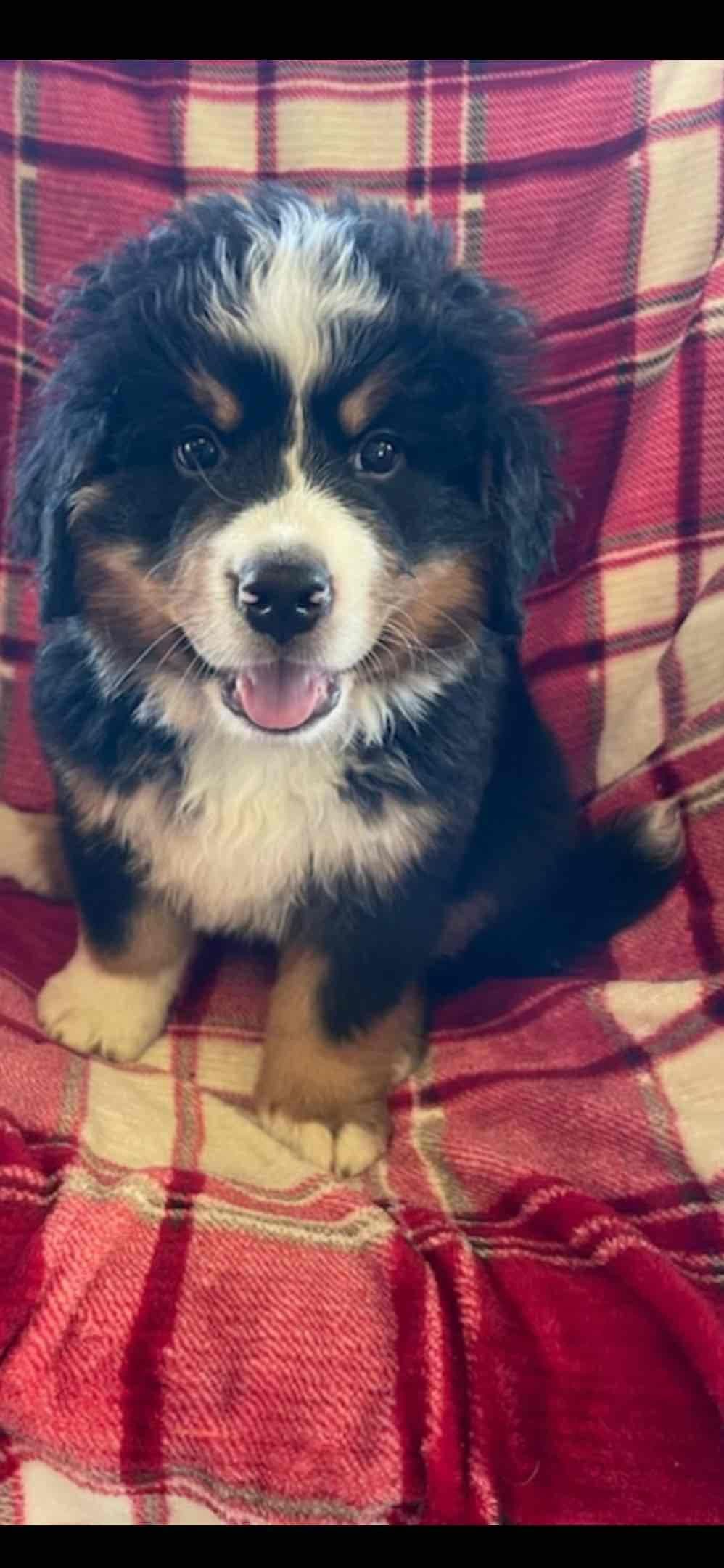 Bernese Mountain Dog Puppies breeder image 22