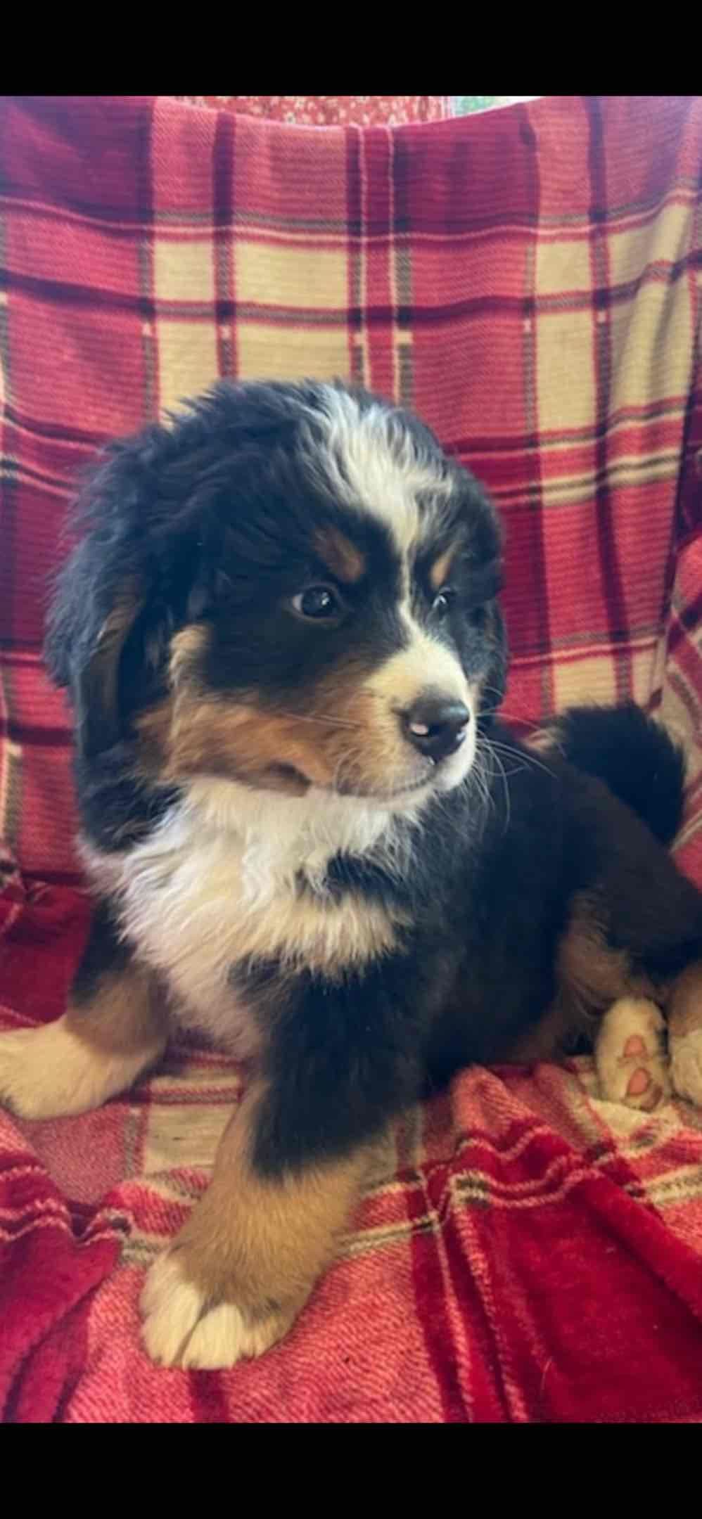 Bernese Mountain Dog Puppies breeder image 23