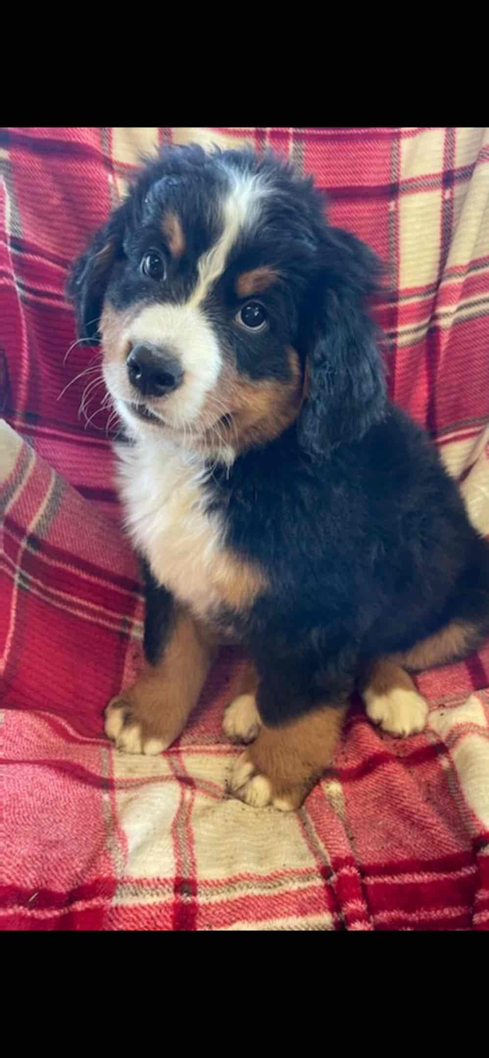 Bernese Mountain Dog Puppies breeder image 30