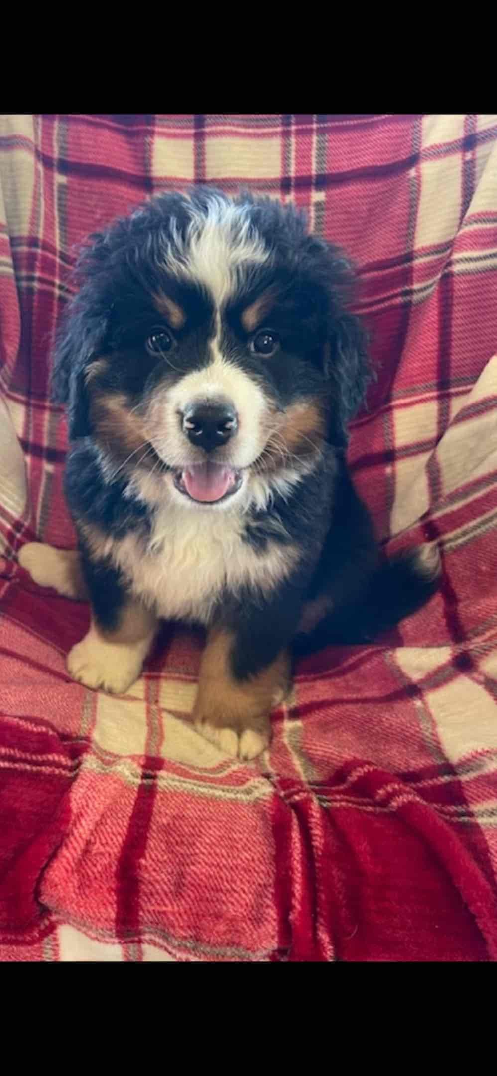 Bernese Mountain Dog Puppies breeder image 25