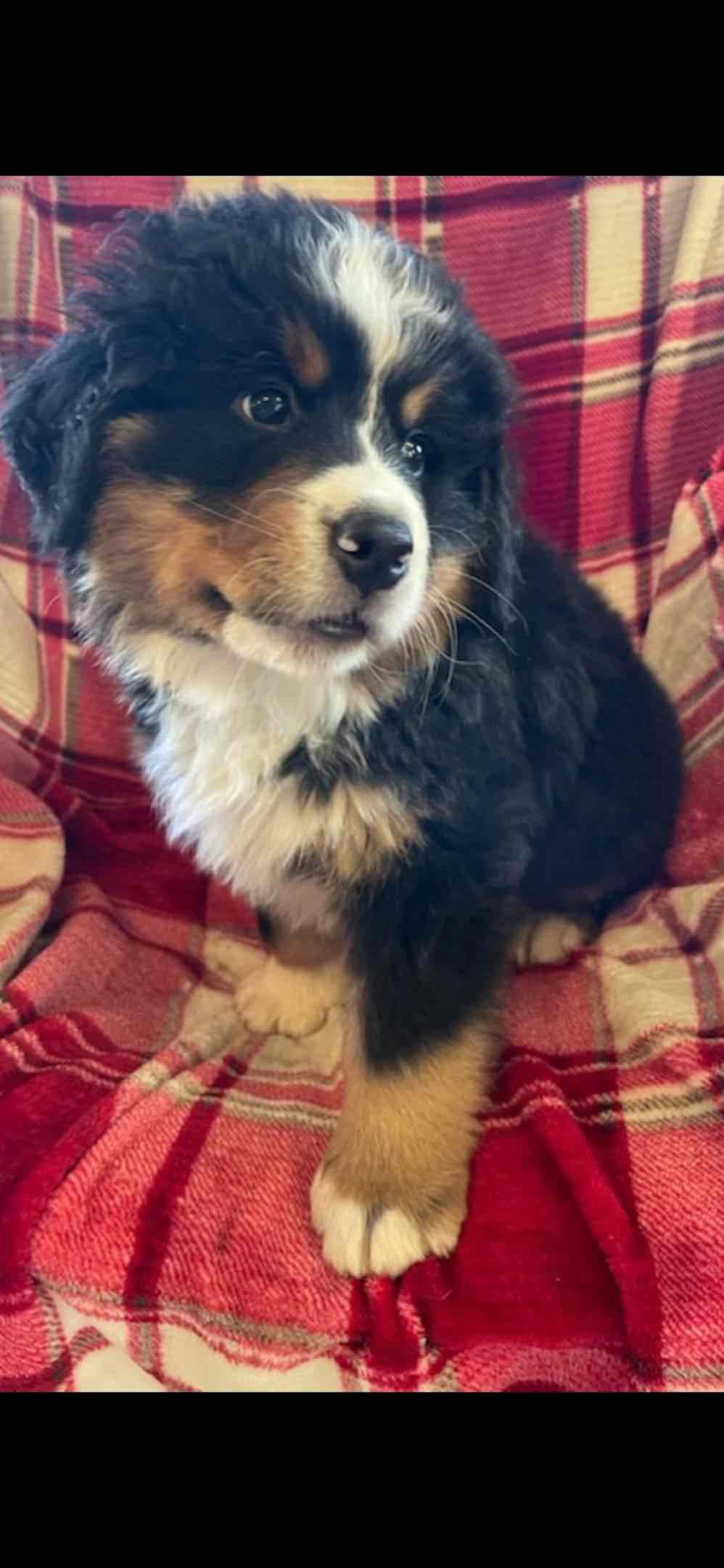 Bernese Mountain Dog Puppies breeder image 32