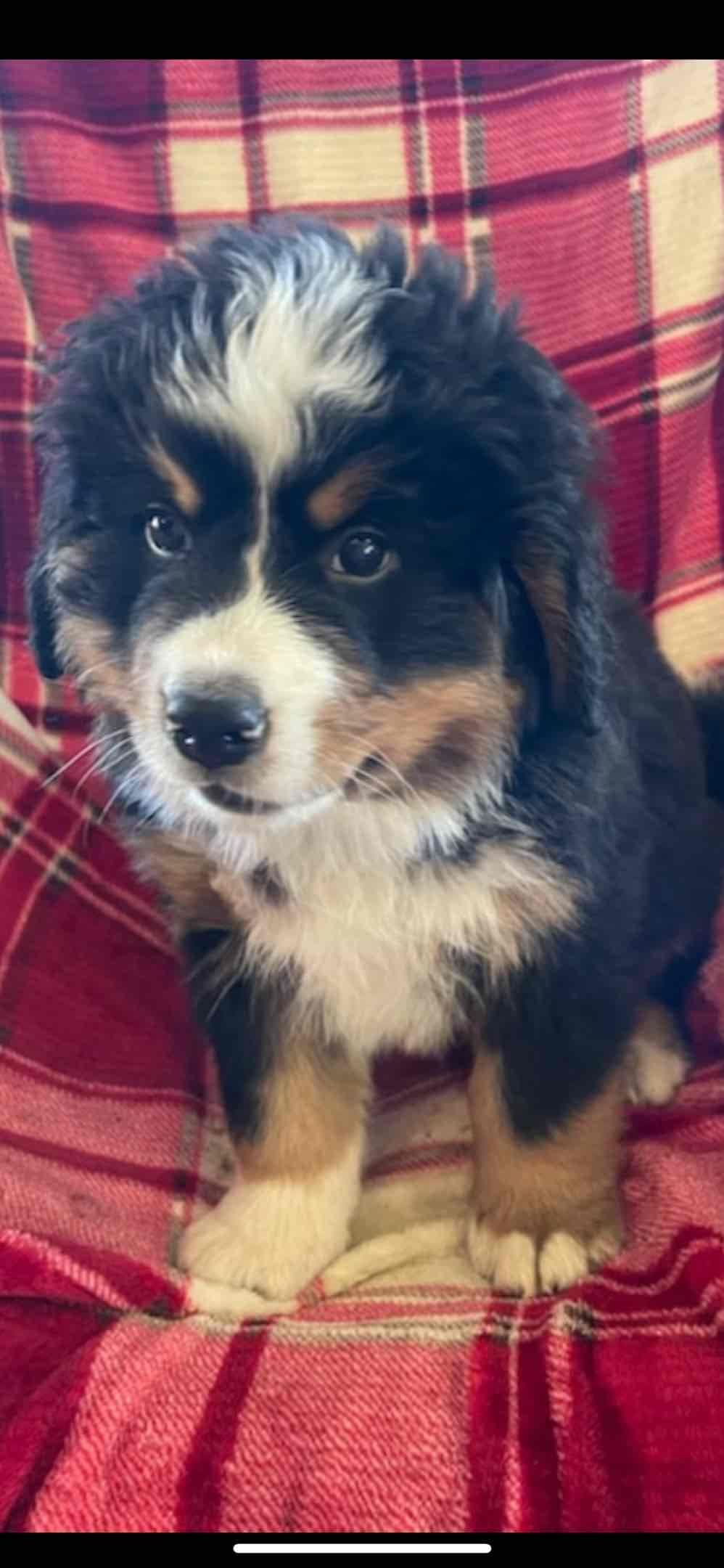 Bernese Mountain Dog Puppies breeder image 31